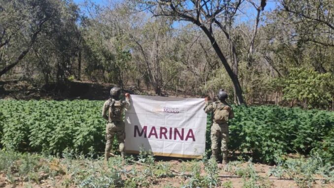 Marina destruye plantíos de mariguana e incauta 4 mil litros de precursores químicos en Sinaloa