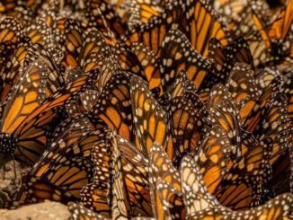 Mariposa monarca ocupa 64% más de superficie de bosque en México en temporada 2025-2026