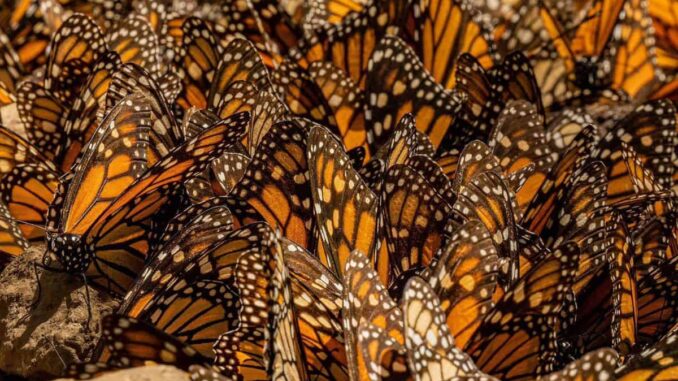 Mariposa monarca ocupa 64% más de superficie de bosque en México en temporada 2025-2026