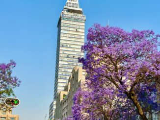El inicio de la primavera pinta de color violeta las calles de CDMX