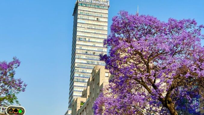 El inicio de la primavera pinta de color violeta las calles de CDMX