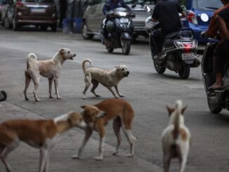 Masivo rescate de perros y gatos en Los Ángeles apunta a ser al mayor caso en EE.UU.