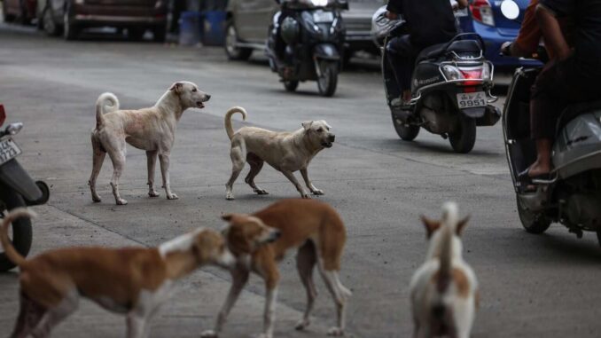 Masivo rescate de perros y gatos en Los Ángeles apunta a ser al mayor caso en EE.UU.