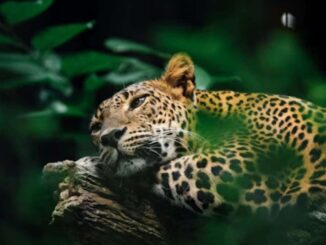 Registran por primera vez la presencia del jaguar en la Sierra Gorda de Guanajuato