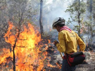 Atienden 50 combatientes seis incendios forestales en Chihuahua