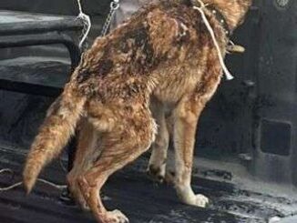 Rescatan a dos perros durante incendio en vivienda