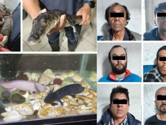 Detienen a narcomenudistas en CDMX; tenían un cocodrilo, ajolotes y una iguana