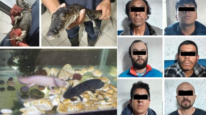 Detienen a narcomenudistas en CDMX; tenían un cocodrilo, ajolotes y una iguana