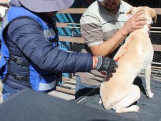 Inicia la primavera y con ella riesgo de rickettsia, cuídate de las garrapatas