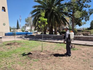 Gobierno Municipal emite recomendaciones para el cuidado de los árboles durante la primavera