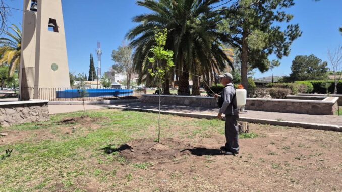 Gobierno Municipal emite recomendaciones para el cuidado de los árboles durante la primavera