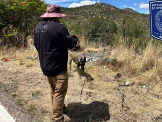 Localizan FDZS, FEDH y CLB restos óseos durante rastreo en carretera Parral- Guadalupe y Calvo
