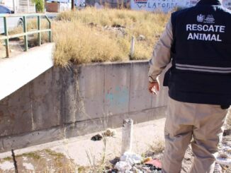 Refuerza Municipio la atención y prevención del abandono animal en el Día Internacional de los Animales Callejeros
