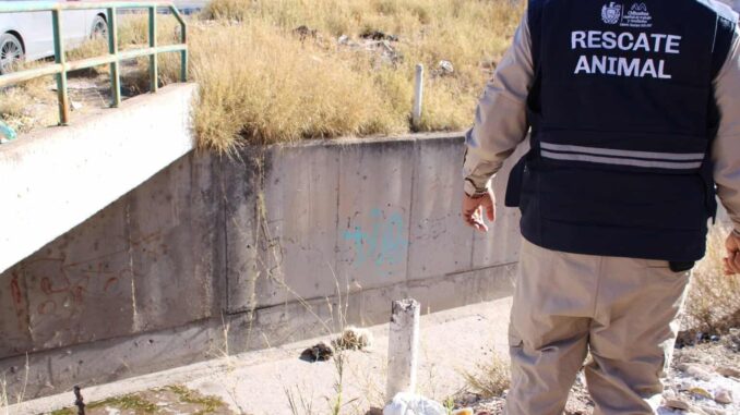 Refuerza Municipio la atención y prevención del abandono animal en el Día Internacional de los Animales Callejeros