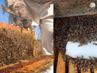 Apoya el programa “Cuenta Conmigo en el Campo” apicultores con núcleos y abejas reina