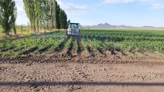 Agricultores de riego ya pueden tramitar el apoyo de fertilizante para sus siembras