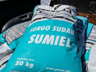 Lista convocatoria para apoyo en semilla de sorgo forrajero