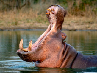 Un capricho de Pablo Escobar lleva a Colombia a optar por la eutanasia de hipopótamos