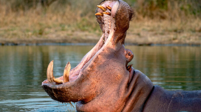 Un capricho de Pablo Escobar lleva a Colombia a optar por la eutanasia de hipopótamos