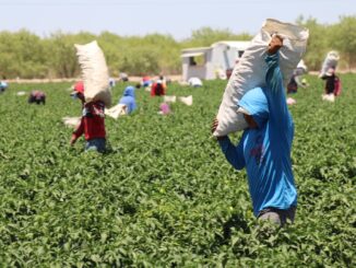 Abre SDR convocatoria para apoyos con bioinsumos y mejoradores de suelo