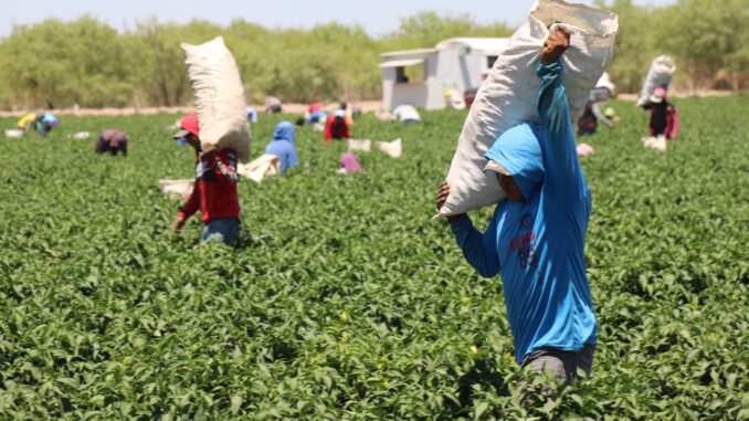 Abre SDR convocatoria para apoyos con bioinsumos y mejoradores de suelo