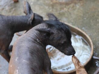 Cámara de Diputados aprueba crear el Día Nacional del Xoloitzcuintle