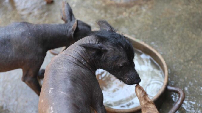 Cámara de Diputados aprueba crear el Día Nacional del Xoloitzcuintle