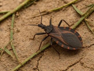 México, uno de los países más afectado por la enfermedad de Chagas