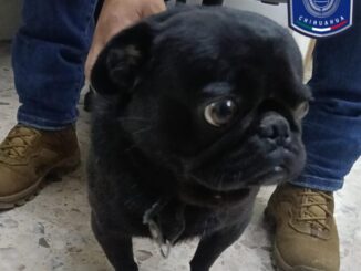 Asegura AEI Zona Centro a mascota reportada como robada