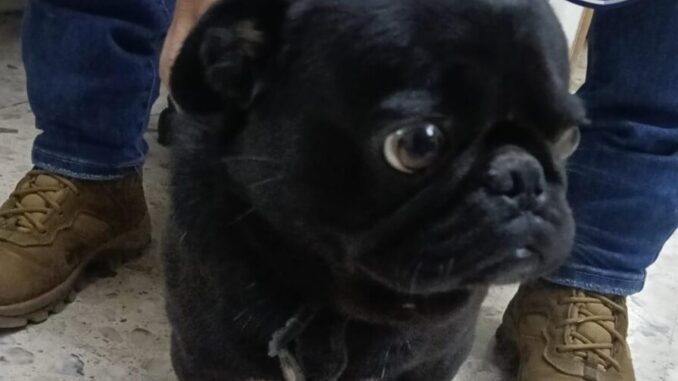 Asegura AEI Zona Centro a mascota reportada como robada