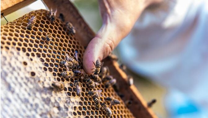 Lanzan convocatoria para acceder a apoyo de azúcar para alimentación de abejas en el estado