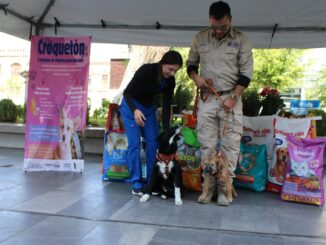 Apoya a perros y gatos vulnerables: invita Municipio al “Croquetón”