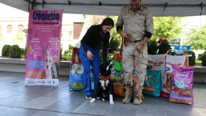 Apoya a perros y gatos vulnerables: invita Municipio al “Croquetón”