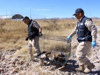 Llama Gobierno Municipal a evitar el abandono de mascotas; es una falta sancionable