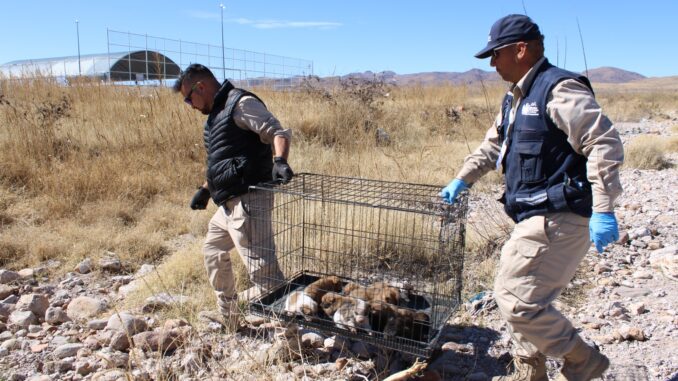 Llama Gobierno Municipal a evitar el abandono de mascotas; es una falta sancionable
