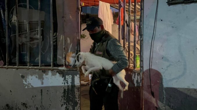 Rescatan a 42 perros en Coatzacoalcos, Veracruz