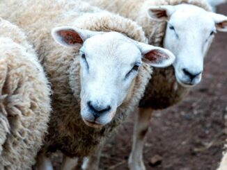 Lanza Desarrollo Rural convocatoria para la adquisición de borregos