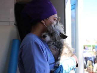 Fortalece Municipio protección animal con esterilizaciones para perros y gatos
