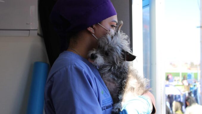 Fortalece Municipio protección animal con esterilizaciones para perros y gatos