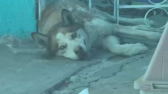 Rescatan policías municipales a perro atrapado en barandal