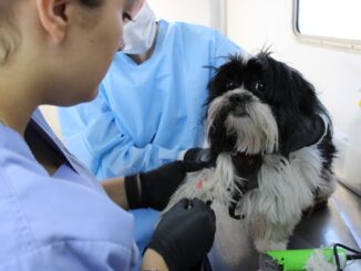 Esterimóvil llega a colonia Saucito; esterilizaciones gratuitas para mascotas