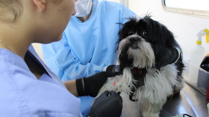 Esterimóvil llega a colonia Saucito; esterilizaciones gratuitas para mascotas