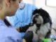 Esterimóvil llega a colonia Saucito; esterilizaciones gratuitas para mascotas