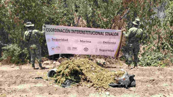 Destruyen presunto secadero de marihuana en la zona del Lago Walamito, Sinaloa