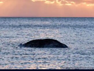 Encuentran muerta a la ballena “Timmy”