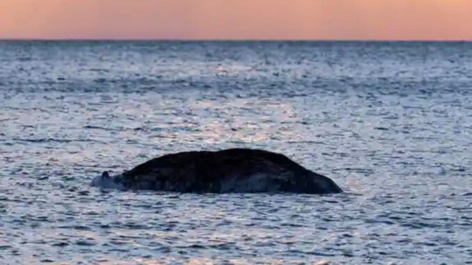 Encuentran muerta a la ballena “Timmy”