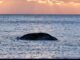 Encuentran muerta a la ballena “Timmy”