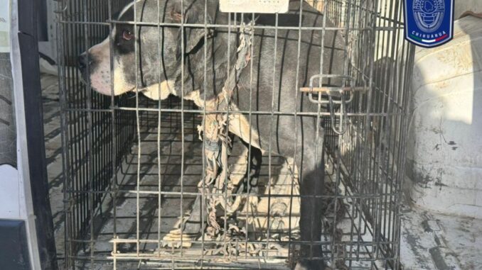 Aseguró FGE Norte 43 animales en situación de maltrato en Cd. Juárez