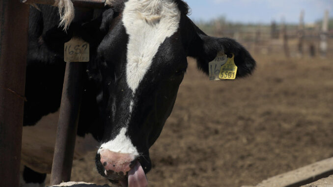 Cierre de EE.UU. a ganado por gusano barrenador cuesta a México mil 850 millones de dólares