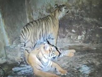 Aseguran dos tigres tras arresto de hombre con semilla de marihuana y balas en Nonoava